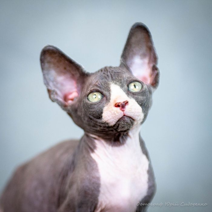 Сфинкс эльф , эльфик , шикарный мальчик, золотой характер,