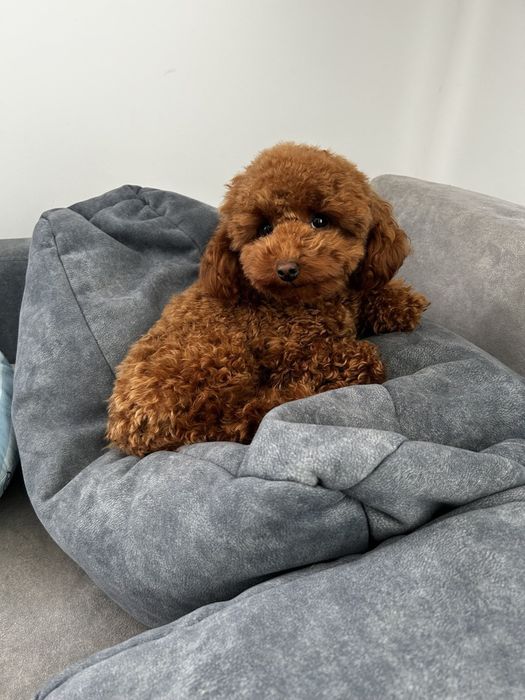 Дівчинка той пудель Ада