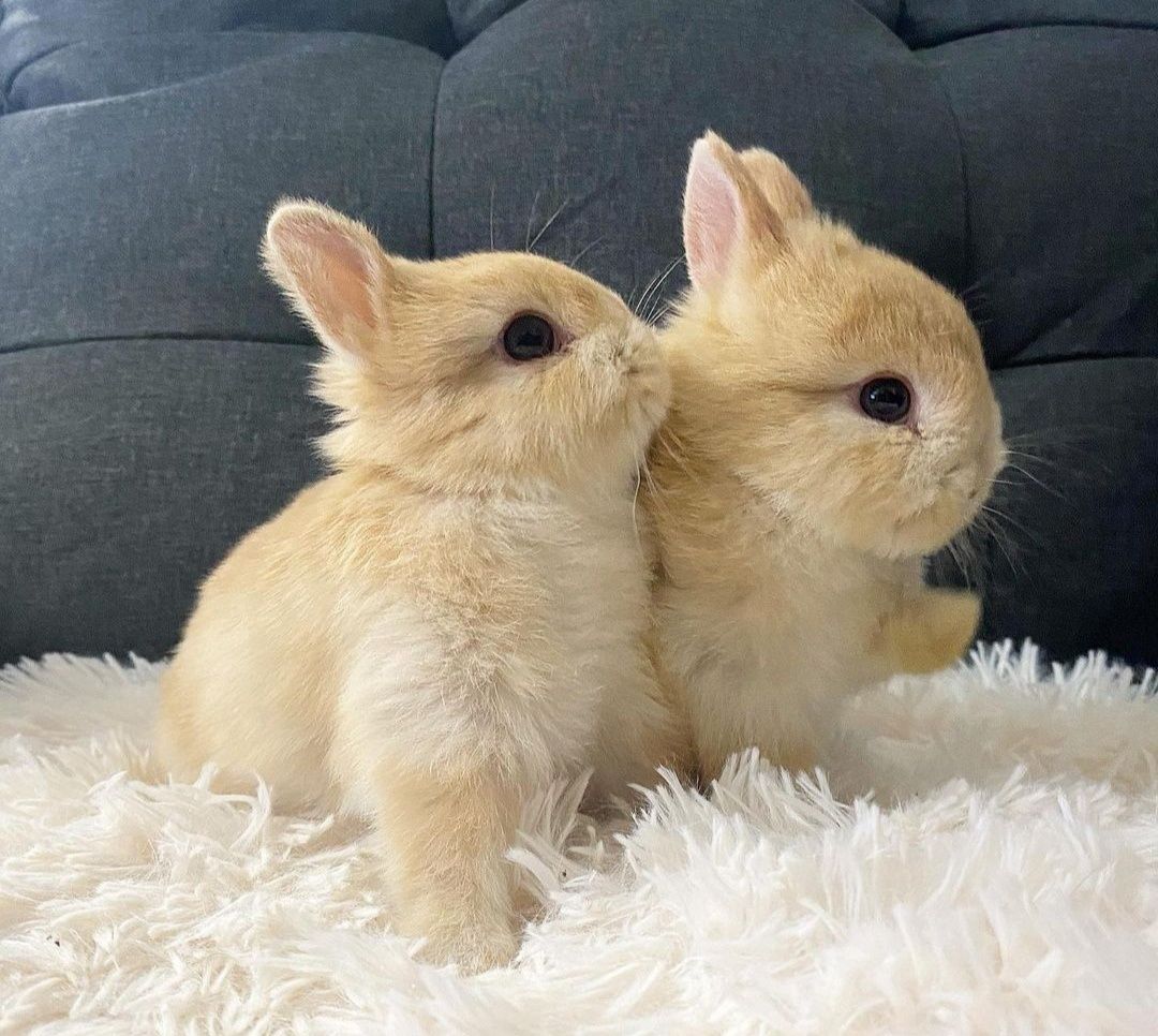 KIT Coelhos anões teddy e mini holandês muito fofos