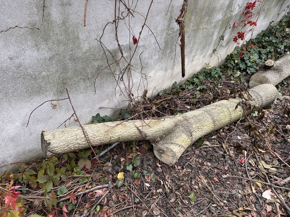 Oddam drewno za darmo