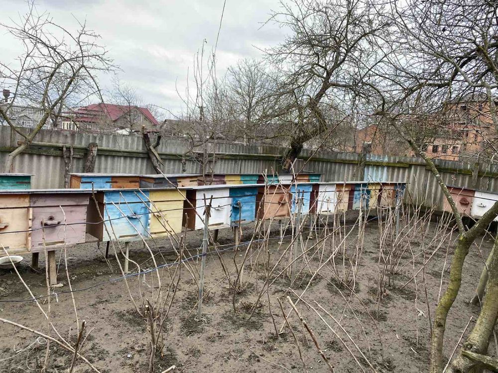 Продам бджолопакети та бджолосімї разом з вуликами