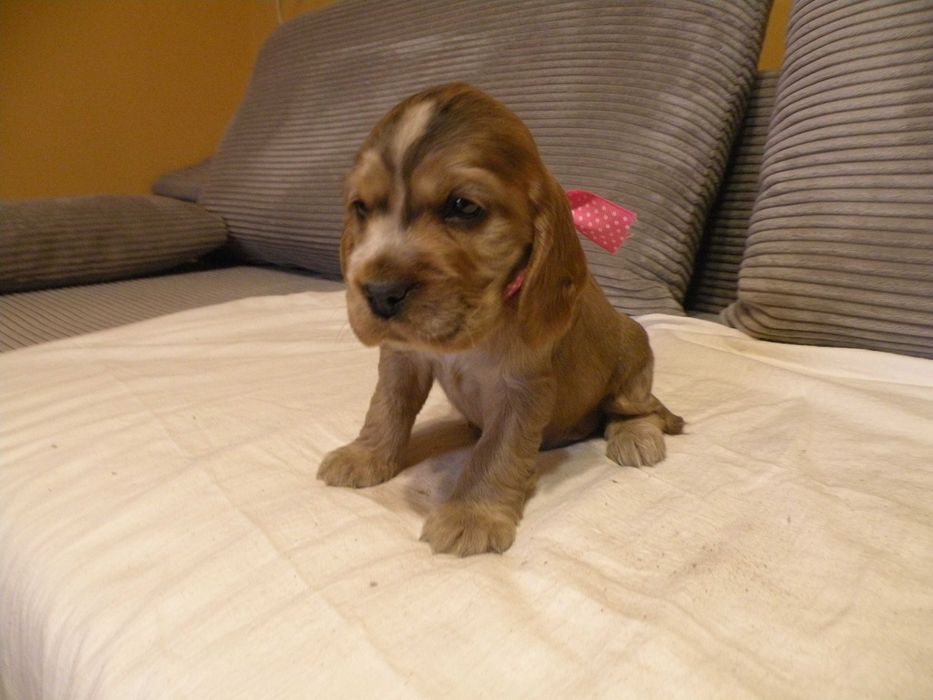 cocker spaniel angielski piesek