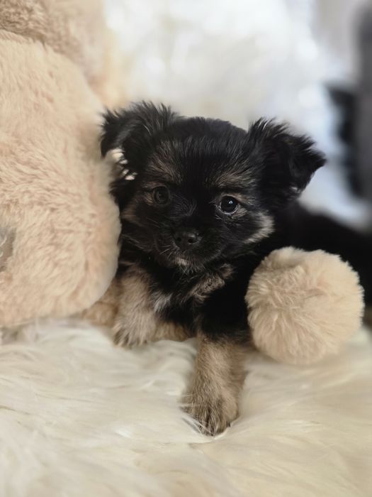 Śliczna długowłosa suczka rasy Chihuahua