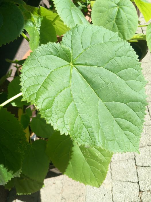 Paulownia drzewko szczęścia
