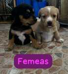 Cães para adoção responsavel