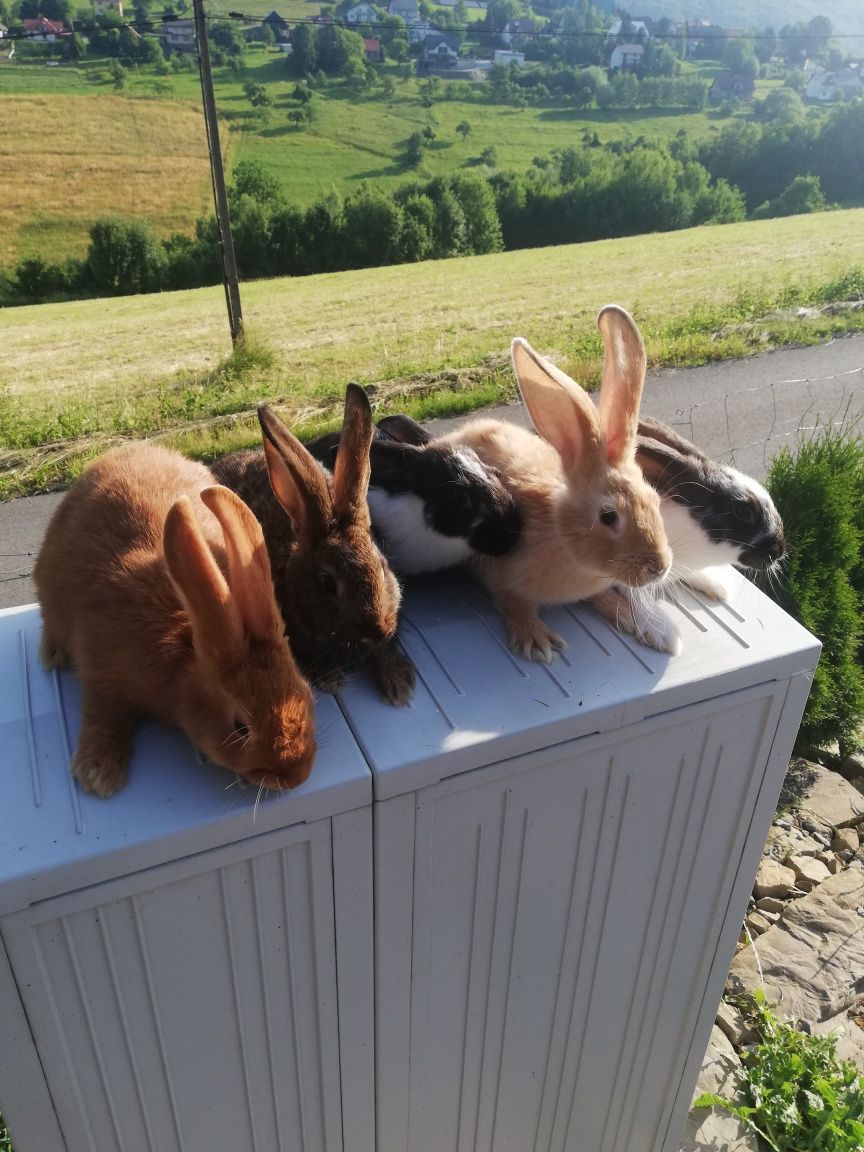 Sprzedam gniazdo królików 150zl