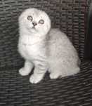 Scottish fold qualidade superior