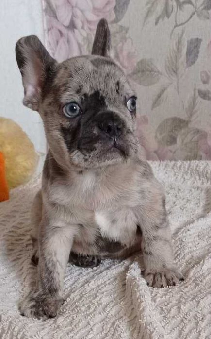 Очаровательные французики мальчики.