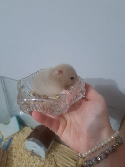 Chomik syryjski długowłosy (samica)