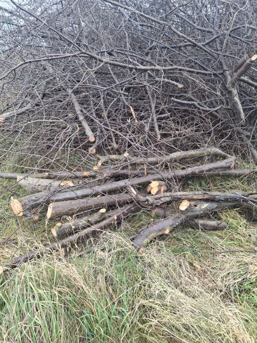 Oddam za  DARMO drewno