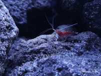 Caridina dennerli, kardynałki