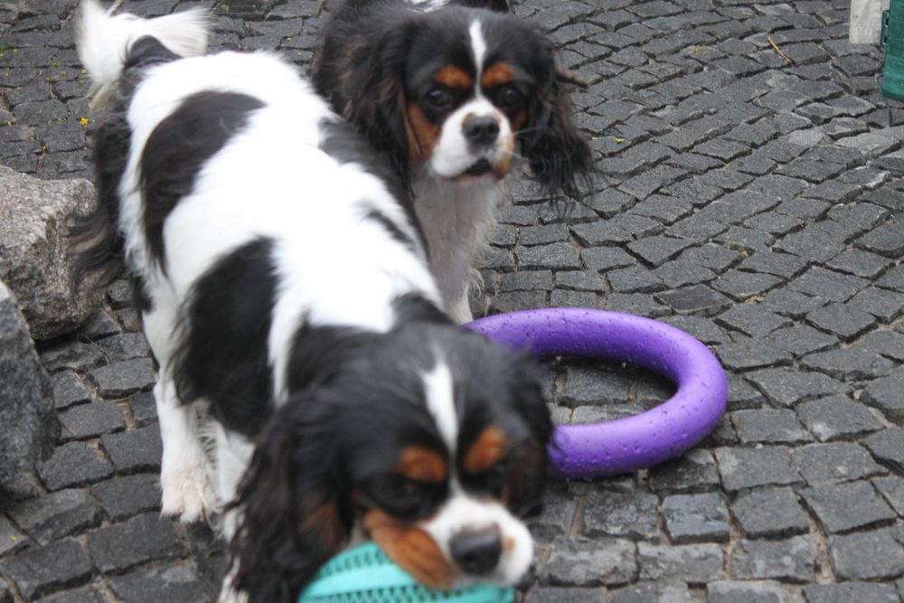 Щенки Кавалер Кинг Чарльз Спаниель триколор (КСУ-FCI)