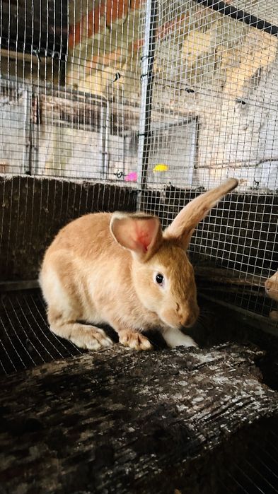 Vendo Coelhos machos e fêmeas