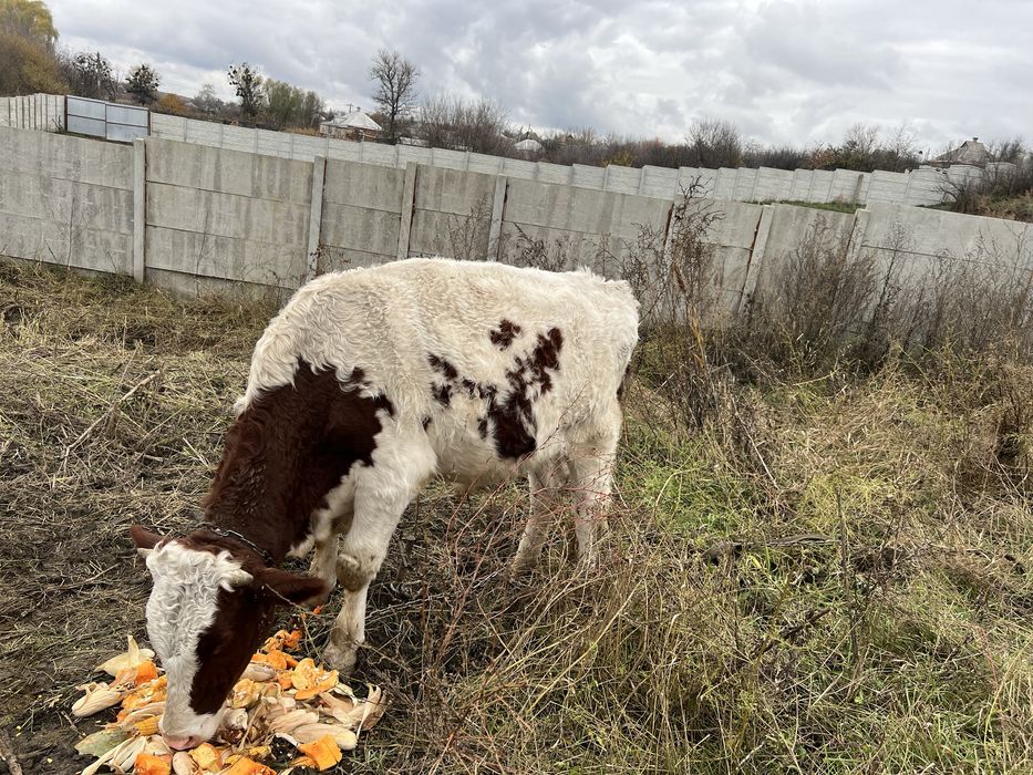 Продам быка живым весом