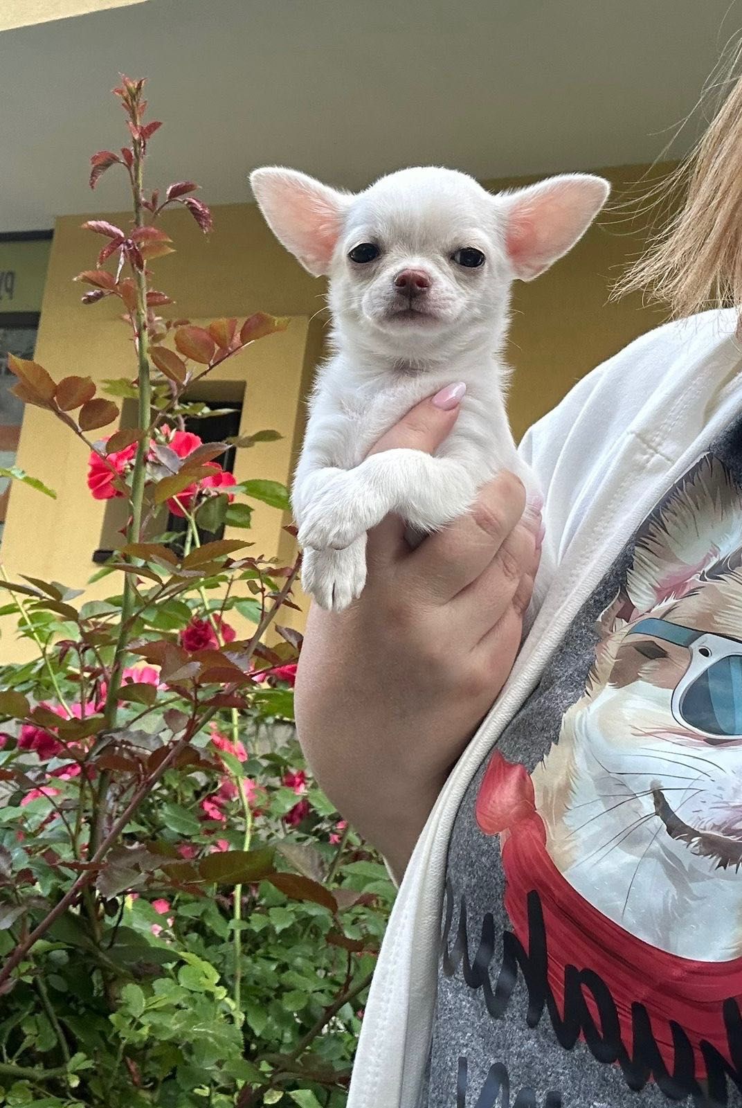Przepiękna mini sunia chihuahua FCI