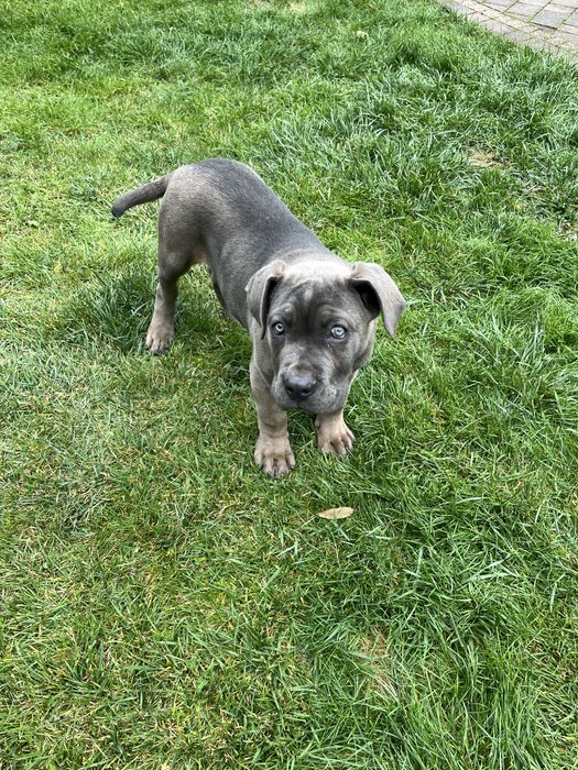 Piesek rasy Cane Corso