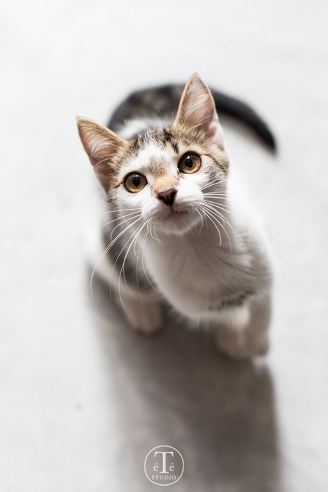 TAJA szuka kochającego domu