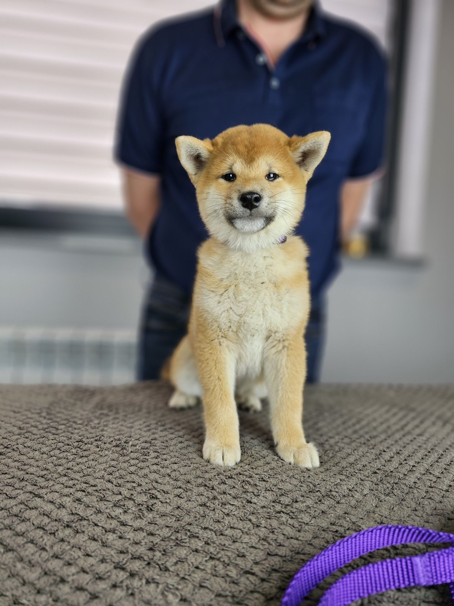 Shiba inu doskonały rodowód ZKWP FCI