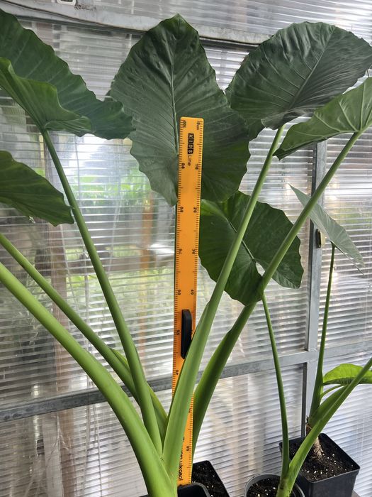 Алоказія (Alocasia odora), слонове вухо
