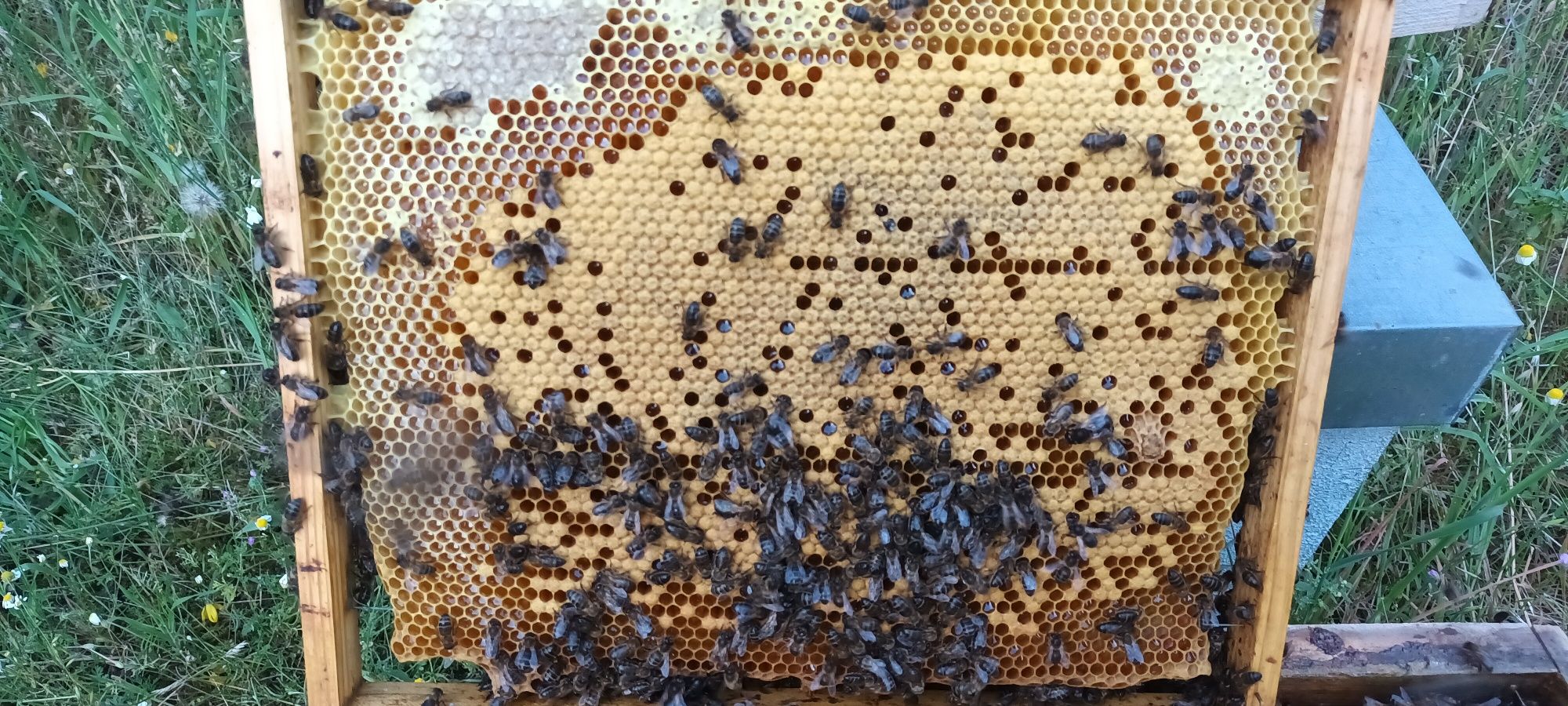 Enxames de abelhas lusitanas