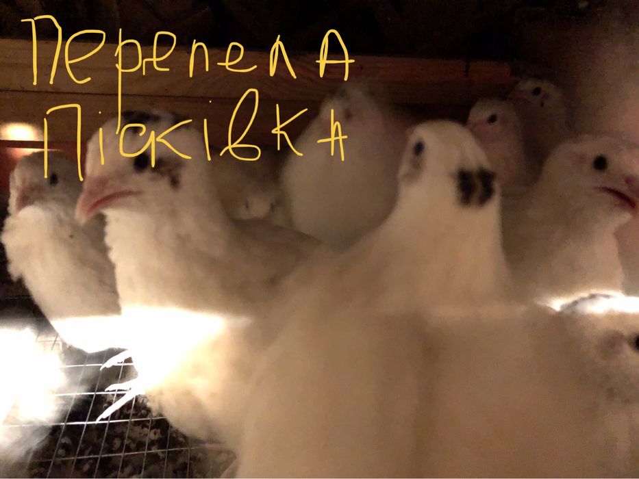 Перепела добові тижневі місячні різного віку фенік золотистий Пісківка