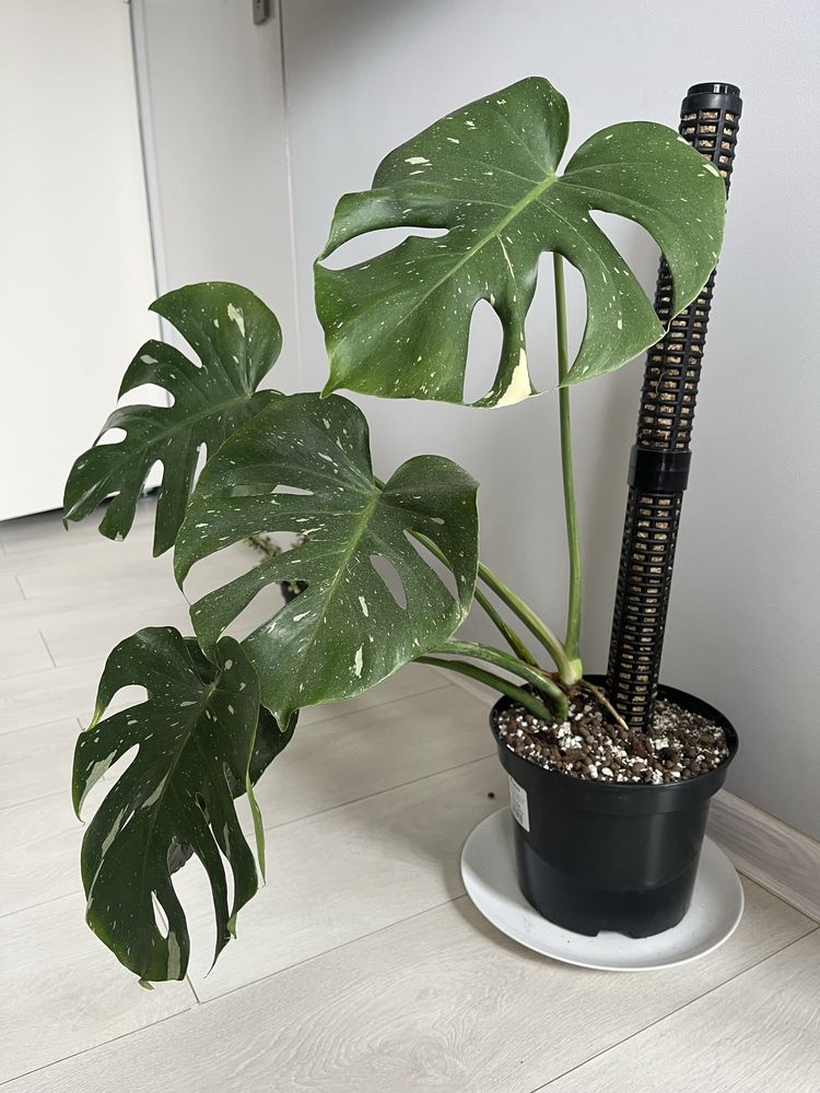 Monstera thai constelation