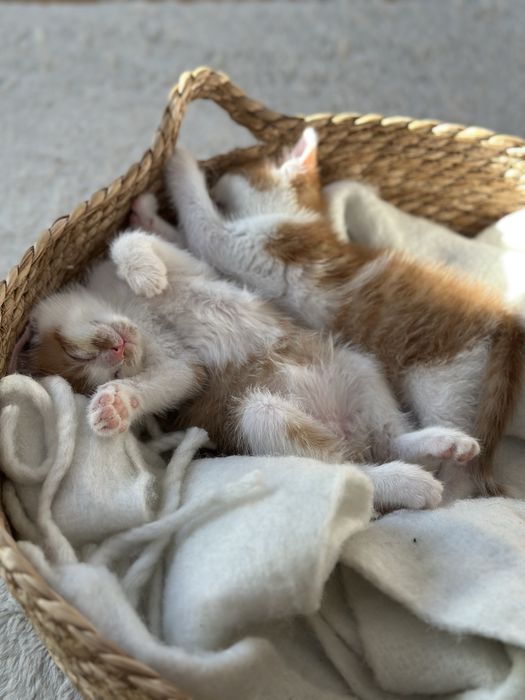 Do adopcji: dwa rude kocurki pełne miłości