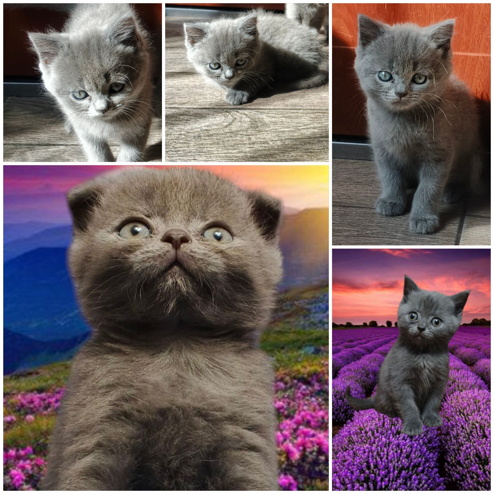 Продаються шотландські кошенята
