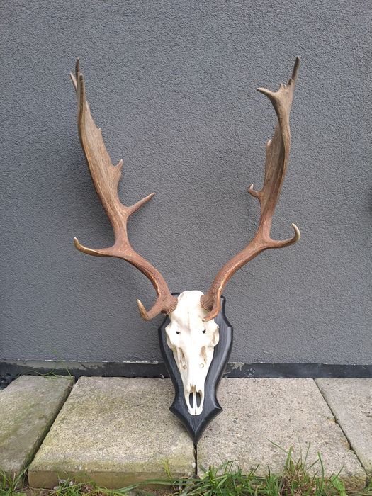 Poroże Daniela zrzuty