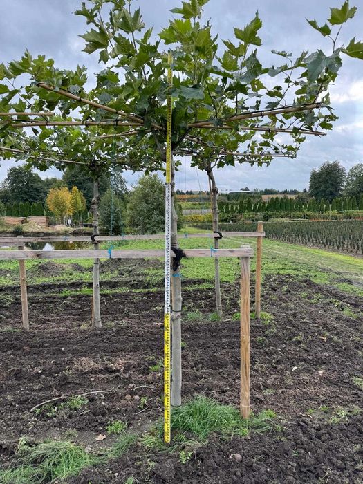 Platan klonolistny dach 20-25, 25-30 cm