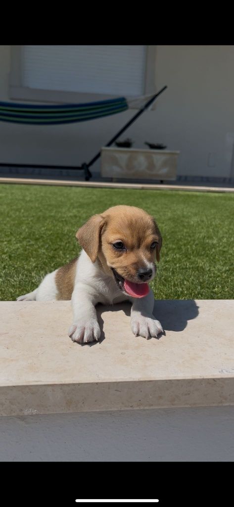 Jack Russell macho