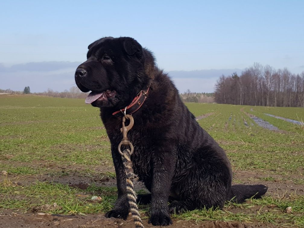 Shar pei sunia Coral