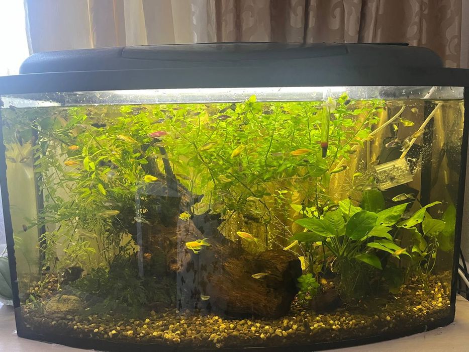 Аквариум 100 литров в хорошем состоянии с налаженной биосистемой