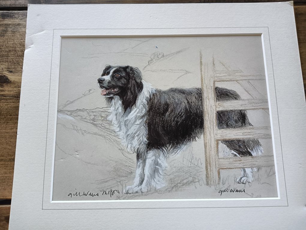 Border collie piękny sygnowany portret pastele