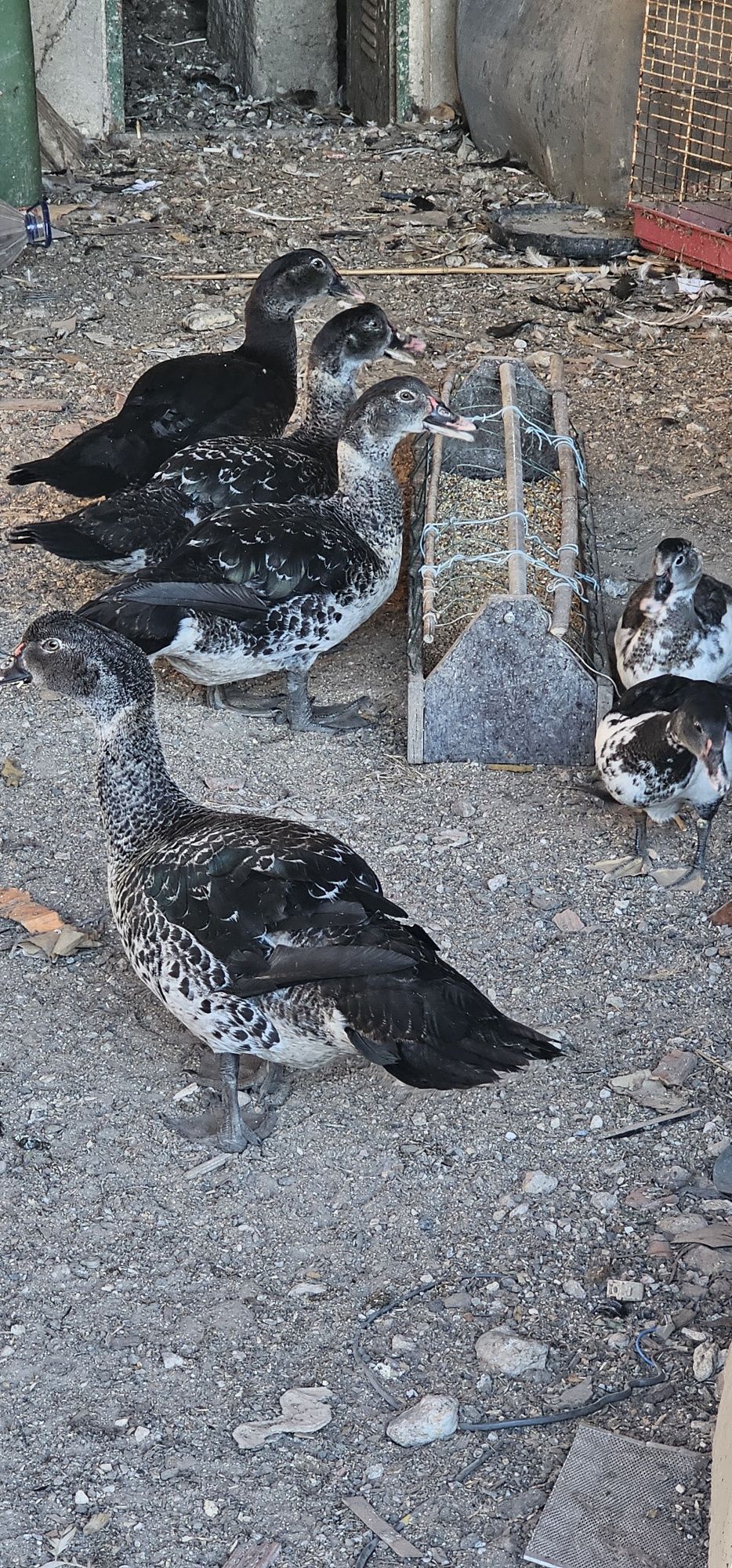 Patos Mudos Adultos