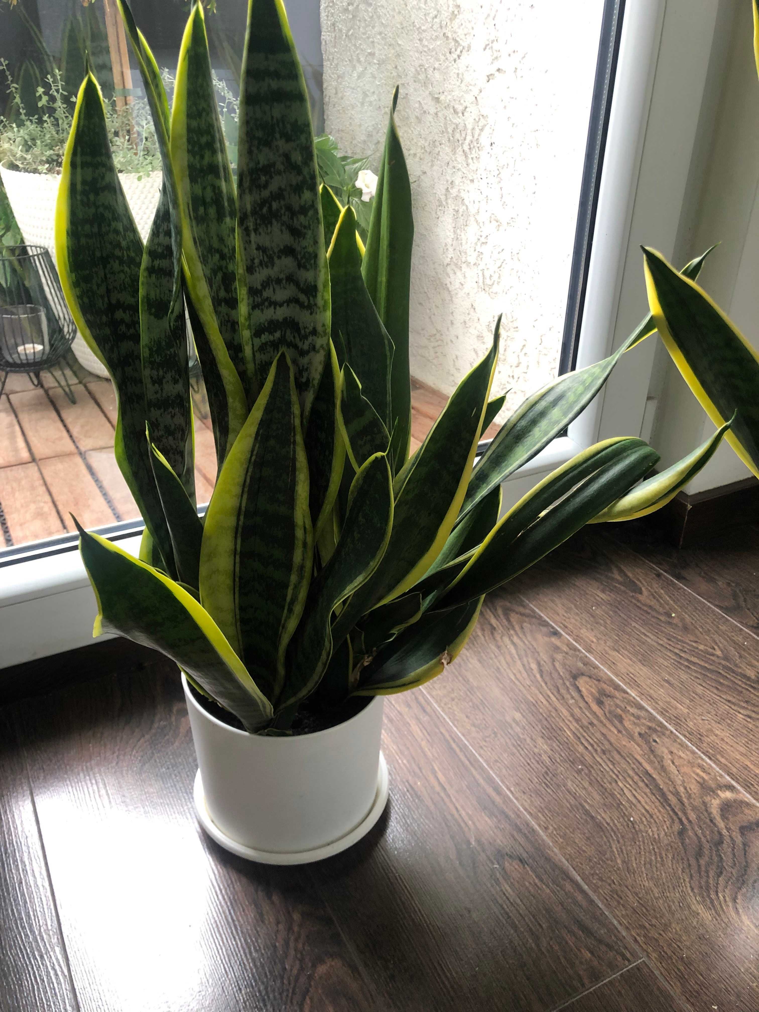 Sansevieria LAURENTII (inaczej wężownice, języki teściowej)