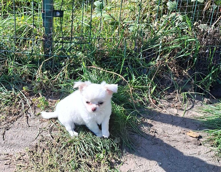 Chihuahua rodowodowe ZKWP FCI szczenię