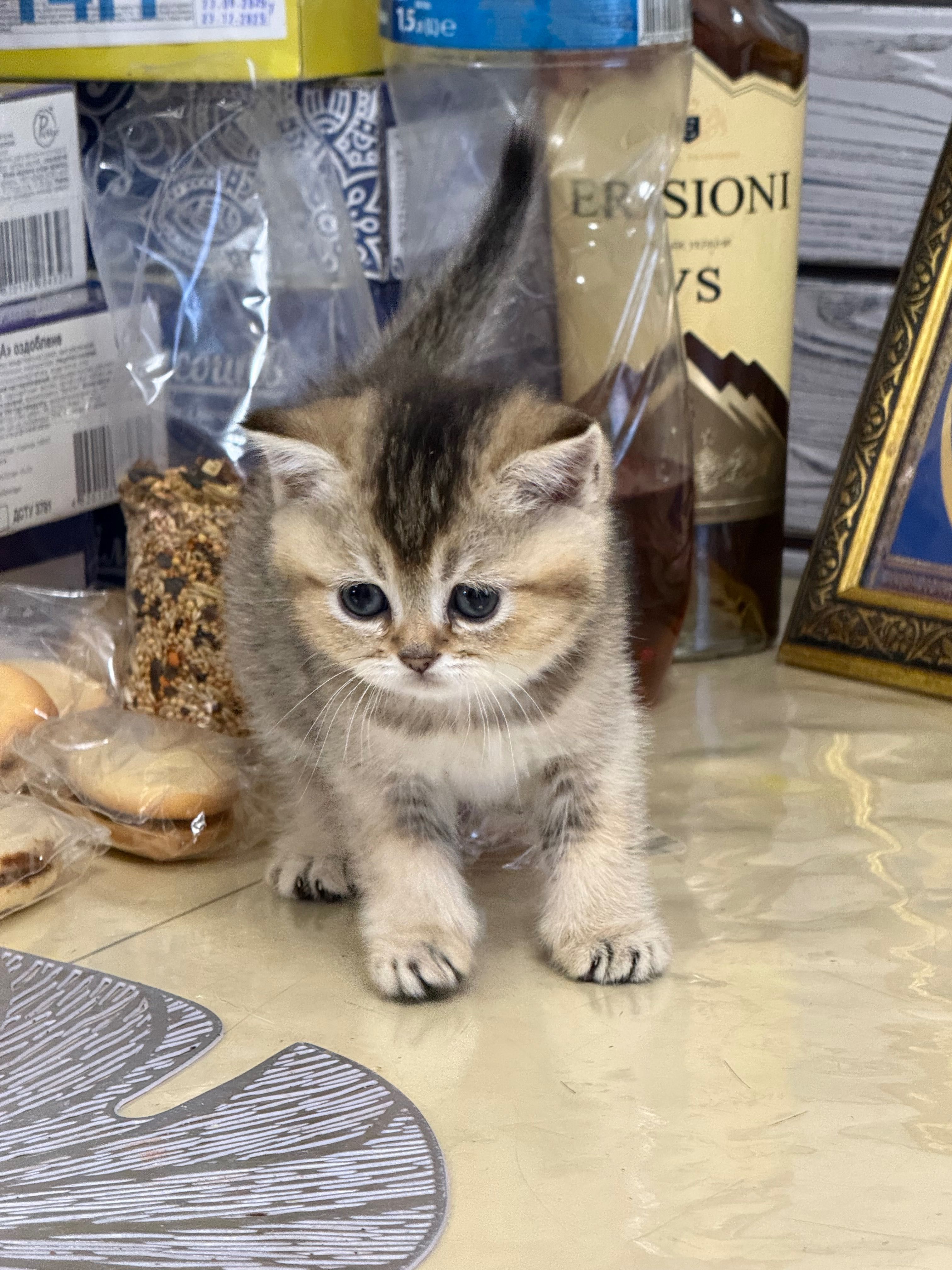 Шотландські кошенята