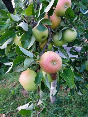 Jabłka na soki - z tradycyjnego sadu