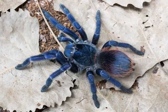 Красивый и редкий паук pterinopelma sazimai