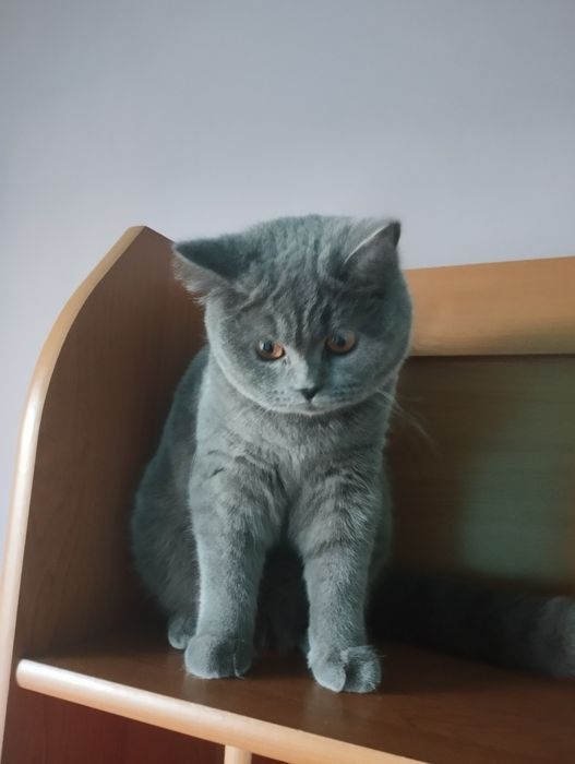 Шотландська дівчинка з прививками