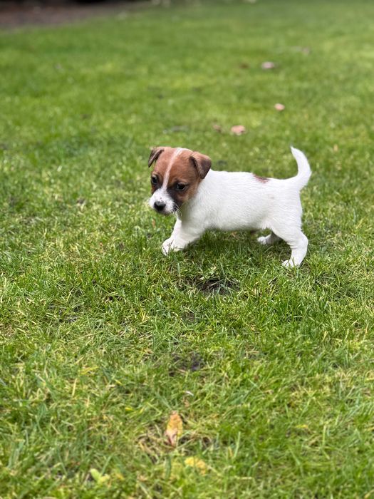 Jack Russell Terrier piesek WZORZEC rodzice FCI/ ZKwP #Smartie Jacks#