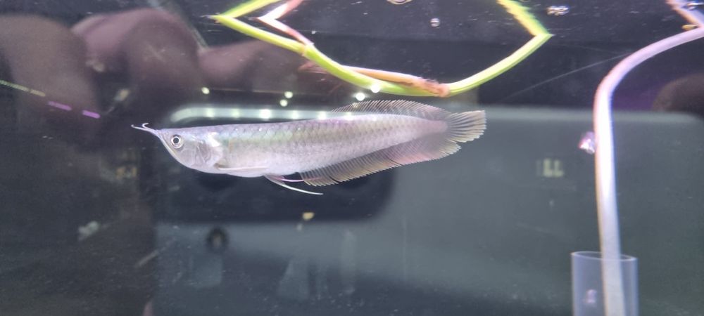 Arowana srebrna 20cm