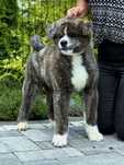 Akita Inu (japońska) pręgowany piesek, ZKwP / FCI & AKIHO