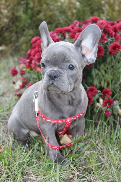 Веселий лагідний активний французик