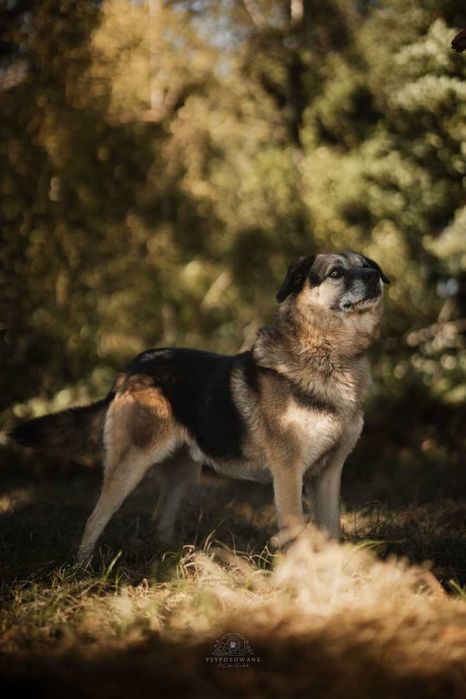 Hagi duży puchaty misiek czeka na dom ADOPCJA