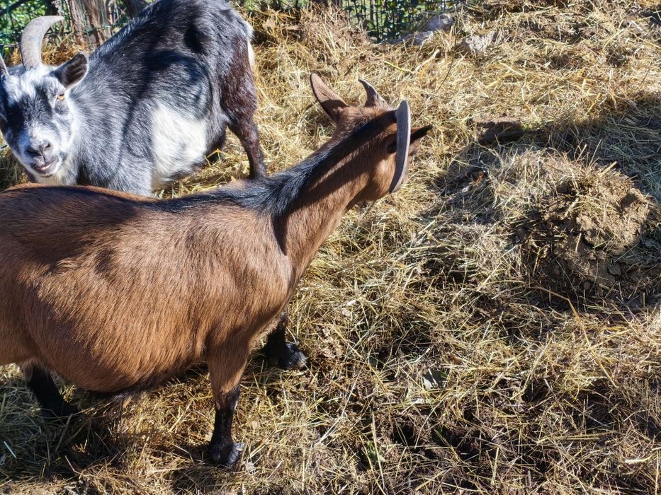 Vendo cabra anã prenha