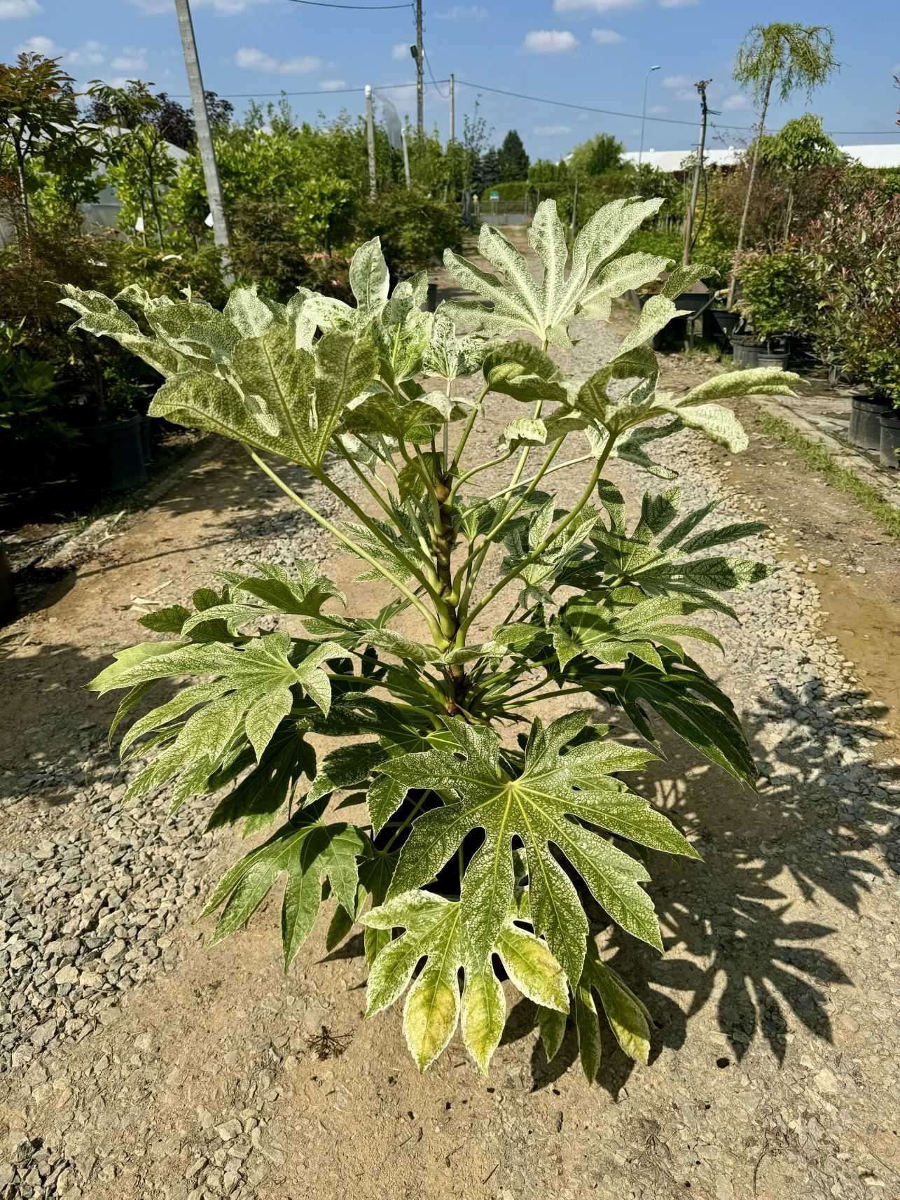 Fatsia japonica 'Spider's Web, Facja japońska, 40-60cm, 100-120cm
