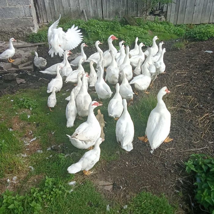 Sprzedam młode kaczki piżmowe białe