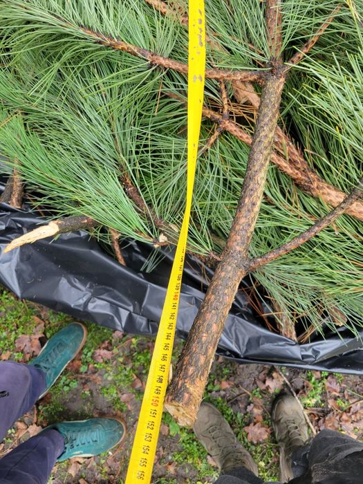 Ёлка Ялинка Сосна Кримська новый год